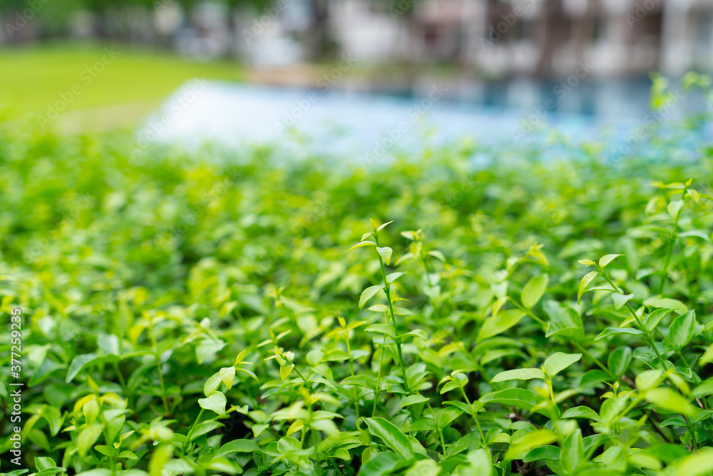 green grass in the garden green grass in the garden