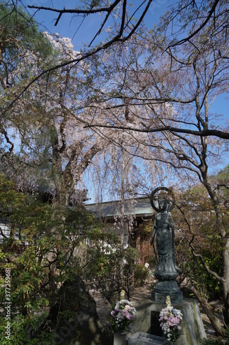 埼玉県川越市 星野山中院 満開の桜の風景