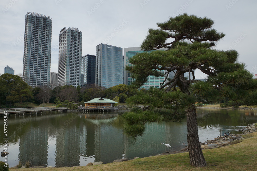 浜離宮恩賜庭園　白鷺の池と松　水上の茶室