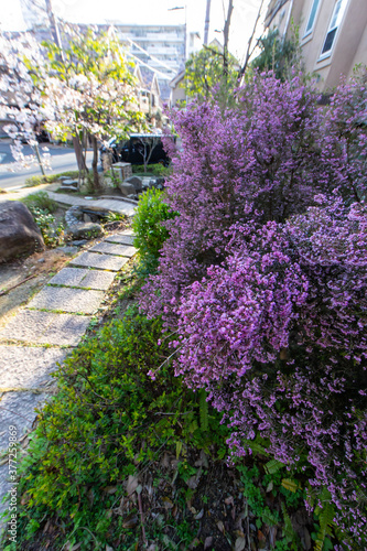 紫色の花と桜が咲く住宅地