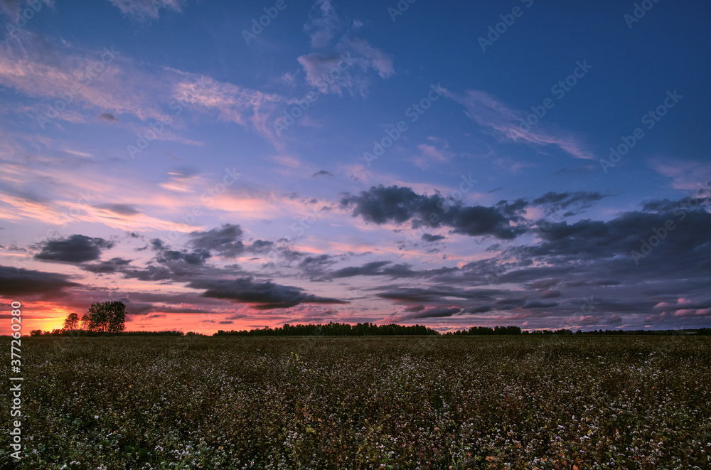 Sunset in the village with a blooming buckwheat field. Agriculture.