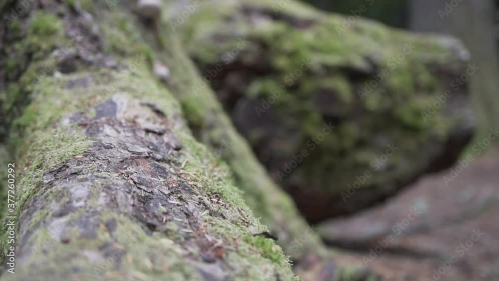 Mushrooms on a tree in the forest Mushrooms on a tree in the forest