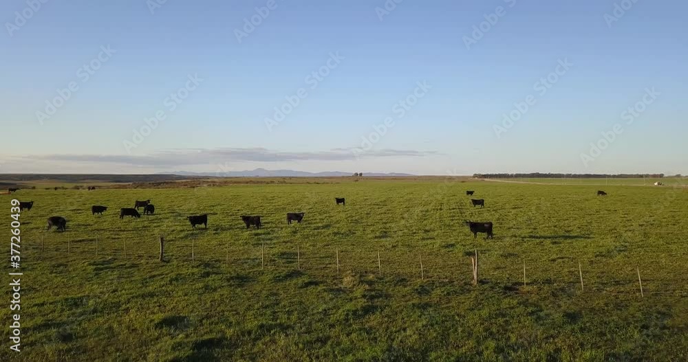 Low aerial shot passing over a group of black cows in a green rural field. You can see the mountains in the background. Low aerial shot passing over a group of black cows in a green rural field. You can see the mountains in the background.