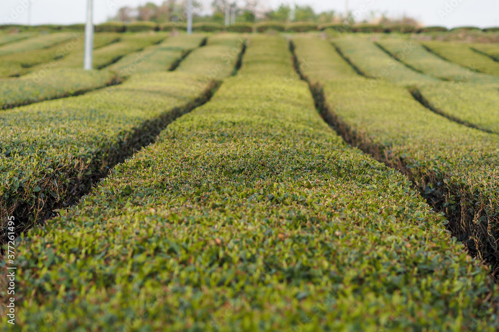 Tea field Tea field