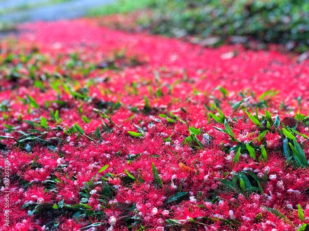Closed up red flowers of Freshwater mangrove or Indian oak falling down on the ground. Closed up red flowers of Freshwater mangrove or Indian oak falling down on the ground.
