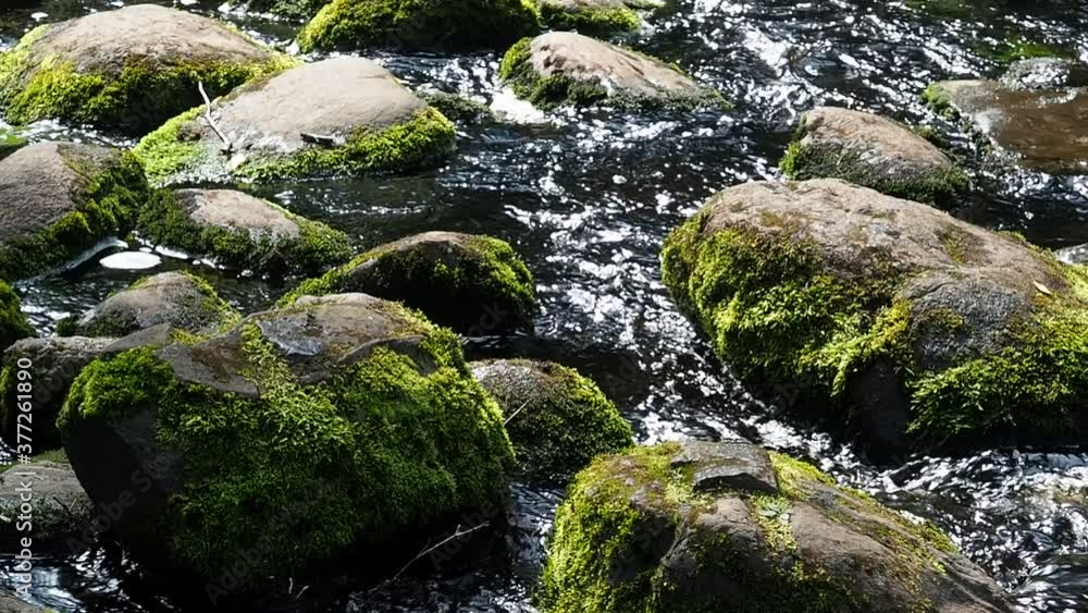 The water of a mountain river flows between boulders overgrown with moss The water of a mountain river flows between boulders overgrown with moss