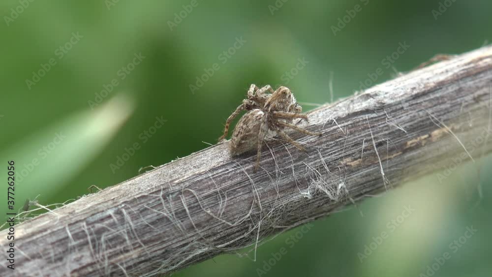 Jumping spiders are group of spiders that constitute family Salticidae. View Macro spider in wildlife on branch Jumping spiders are group of spiders that constitute family Salticidae. View Macro spider in wildlife on branch