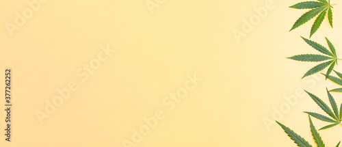 Various green cannabis leaves lie to the side against a yellow background. Photo banner. View from above. Place for your text.