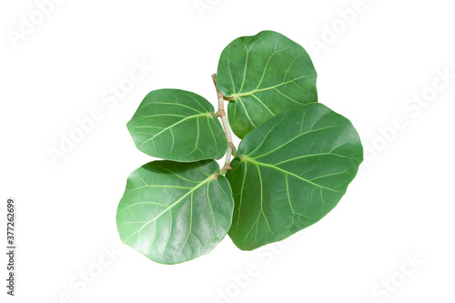 green leaf of Seagrape  Seaside grape or coccoloba uvifera isolated on white background included clipping path.