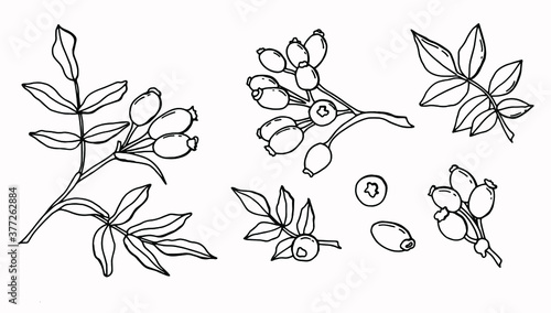 Doodle set of rose hips. Sprig, leaves, berries of a strawberry. White background, isolator. Stock illustration.
