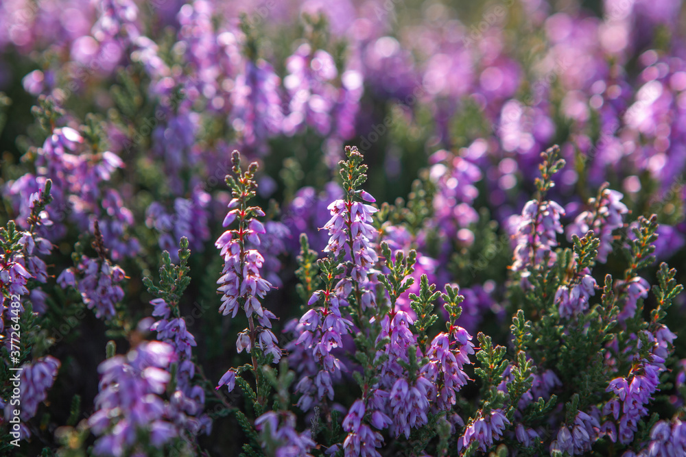 Obraz premium Heather plant closeup detail of blossom on Haworth Moor