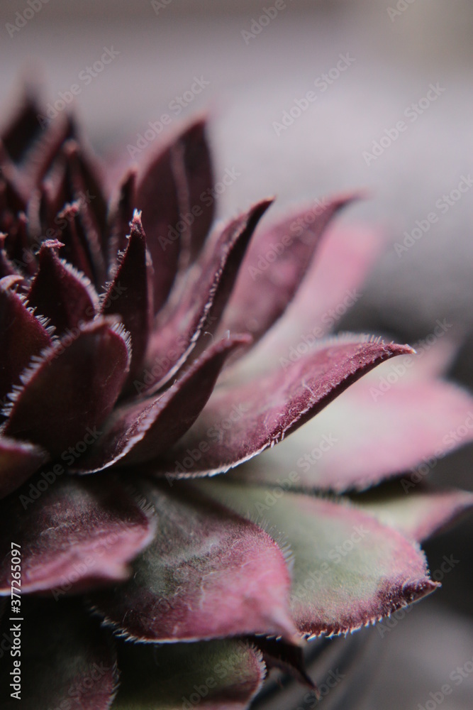 Close-up of leaves of a houseleek plant Close-up of leaves of a houseleek plant