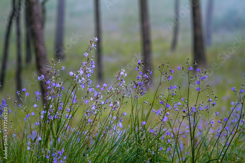 purple flowers in the field at Phu Soi Dao National Park in Thailand