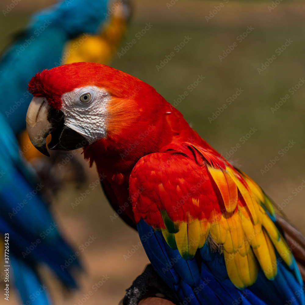 Obraz premium Close up image of Scarlet Macaw perched on a tree branch.