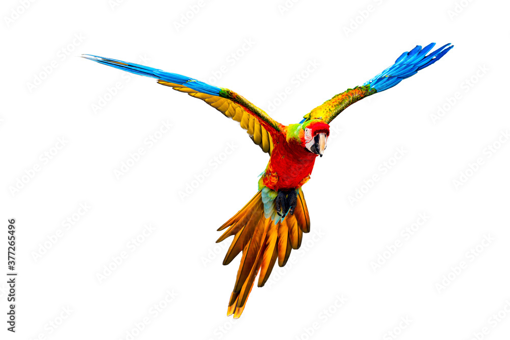 Flying Scarlet Macaw isolated on white. - obrazy, fototapety, plakaty 