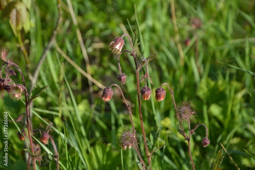 Geum rivale, Water Avens. Bright red-brown and golden-orange flowers with drooping buds on a green meadow on a summer sunny day. photo