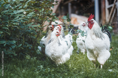 Foto Domesticated Sussex chickens graze freely on the garden lawn.