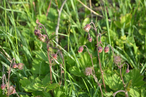 Geum rivale, Water Avens. Bright red-brown and golden-orange flowers with drooping buds on a green meadow on a summer sunny day. photo