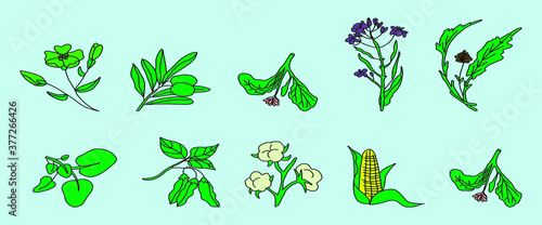 set of canola flowers cartoon icon design template with various models. vector illustration