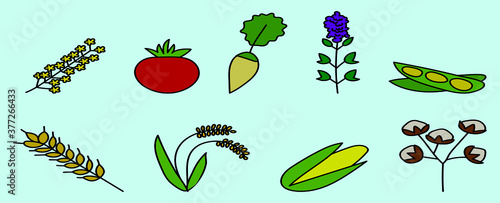 set of canola flowers cartoon icon design template with various models. vector illustration