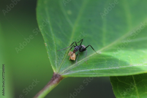Große schwarze Ameise mit Futter in Sri Lanka © Detlev