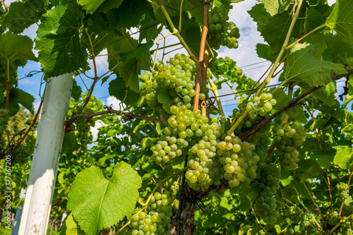 grüner Wein an Weinreben