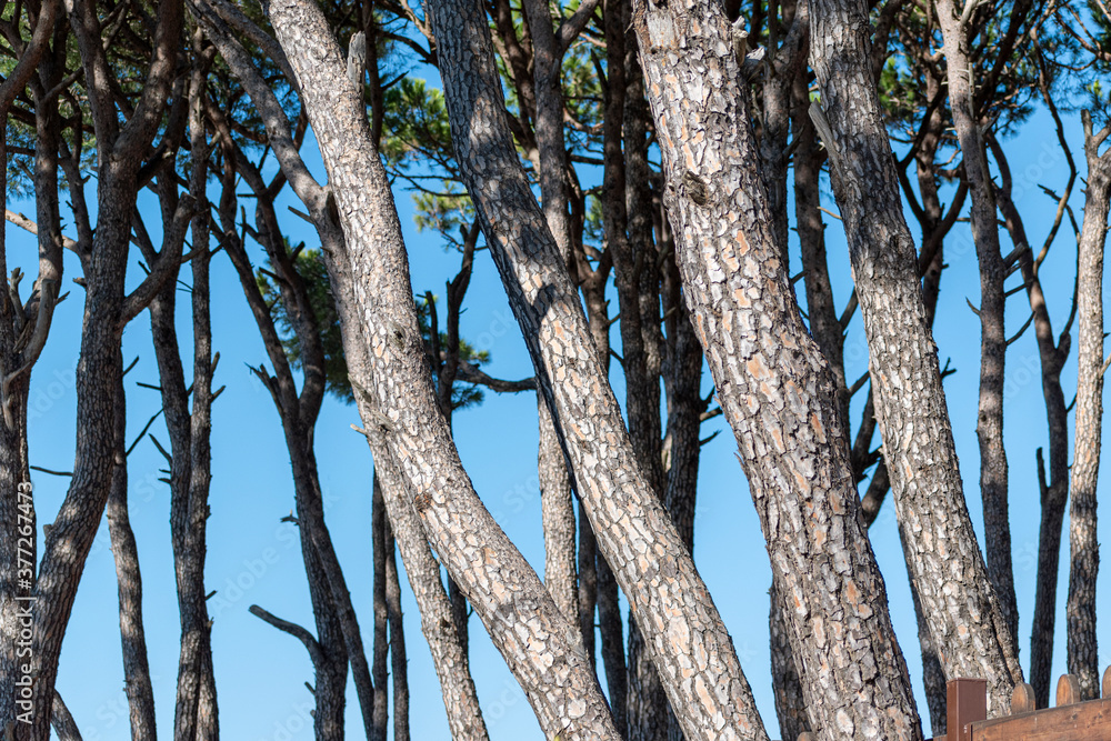 forest trees and grass. nature green wood backgrounds