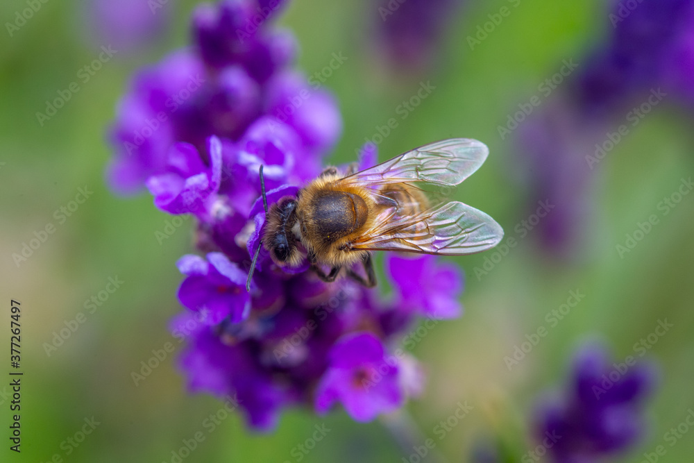 Honey Bee taking pollen from a Lavender plant in an English Garden Honey Bee taking pollen from a Lavender plant in an English Garden