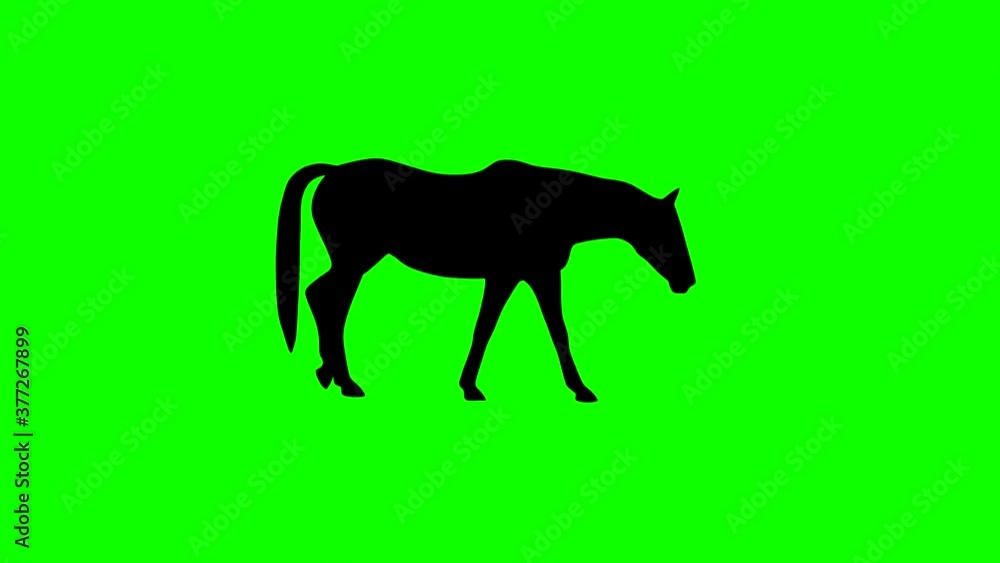 Silhouette of the walking horse, animation on the green background Silhouette of the walking horse, animation on the green background