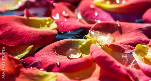 Red yellow rose petals with drops of water. Aromatherapy and spa concept. Blurred floral background