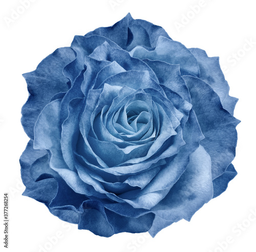 Rose blue flower on white isolated background with clipping path. Closeup. For design. Nature.