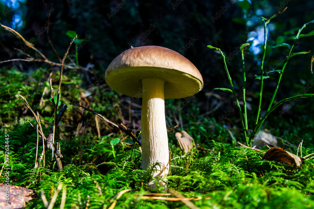 Fototapeta premium Forest mushroom grows in moss and grass