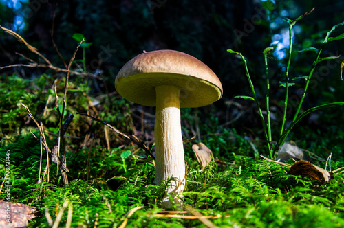 Forest mushroom grows in moss and grass