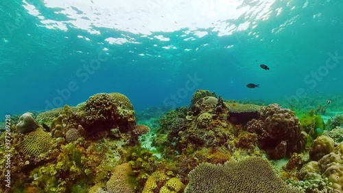 Underwater fish garden reef. Reef coral scene. Seascape under water. Bohol, Philippines.
