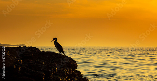 Great cormorant  Phalacrocorax  profiled on a beautiful sunset  on the Adriatic Sea coast.