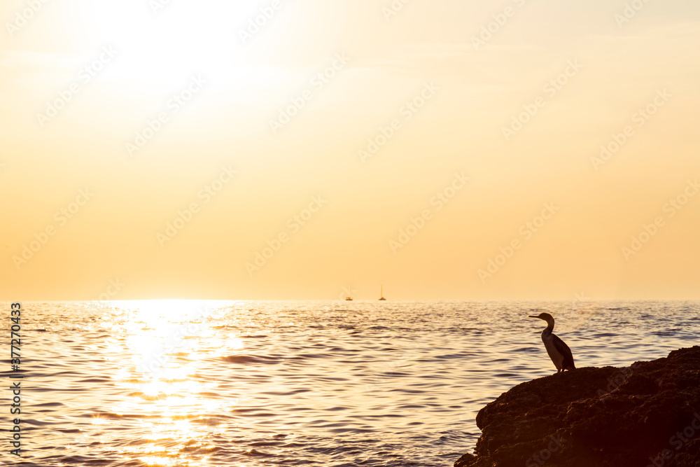 Great cormorant, Phalacrocorax, profiled on a beautiful sunset, on the Adriatic Sea coast.