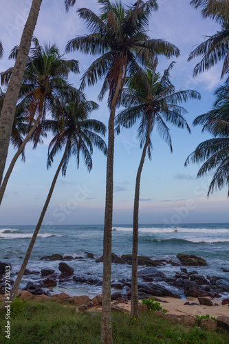 Palm trees against a dusk sky, Sri Lanka