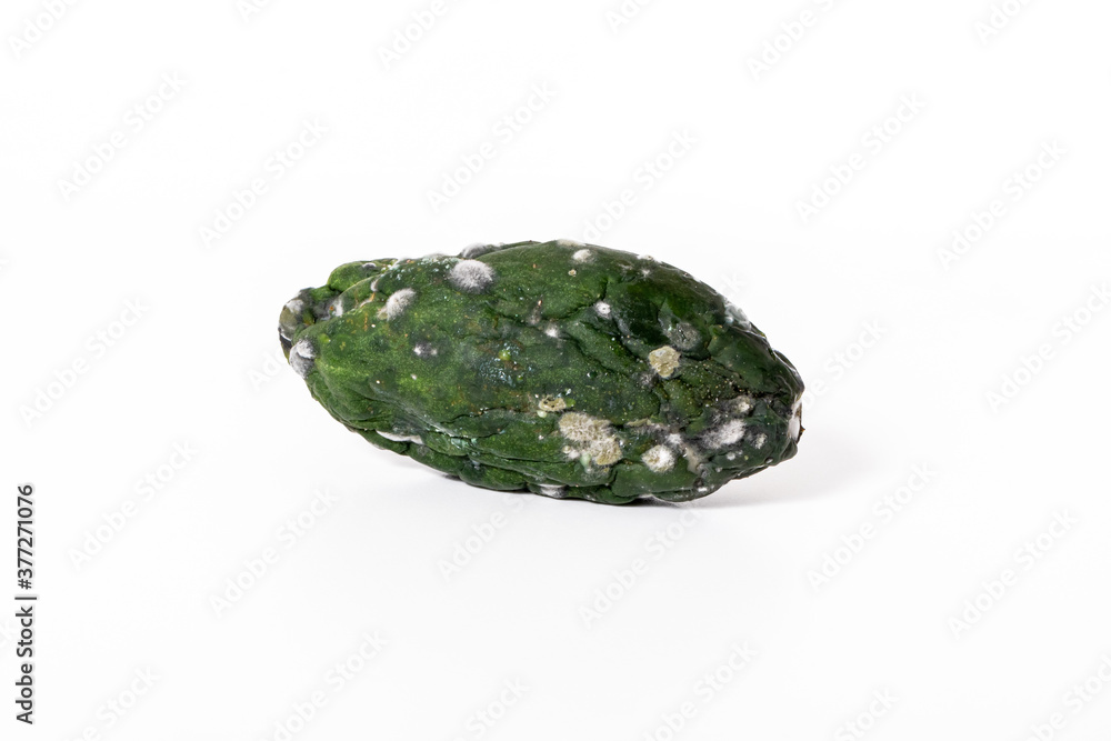 Spoiled cucumber covered with mold isolated on white background. Spoiled cucumber covered with mold isolated on white background.