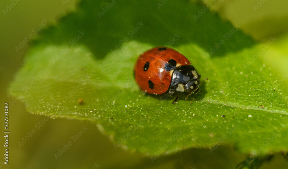 Fototapeta premium seven-spotted ladybug or seven-spot ladybird (Coccinella septempunctata) in detail on a leaf