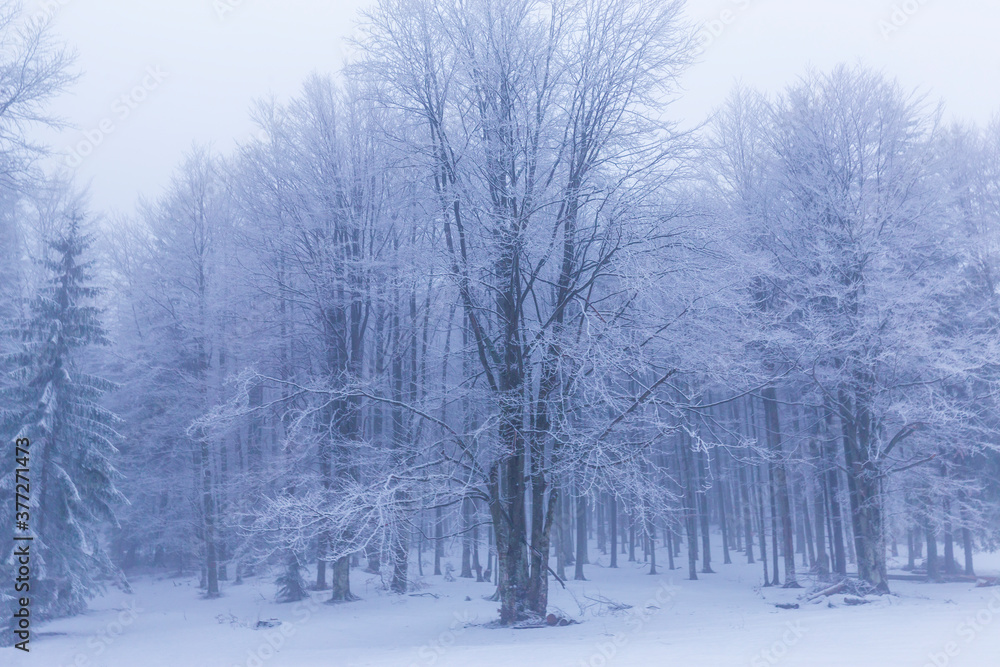 Winter scenery in a mountain forest, with frost and fresh powder snow, in Europe Winter scenery in a mountain forest, with frost and fresh powder snow, in Europe