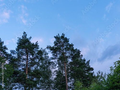 Two old pine trees against the blue sky