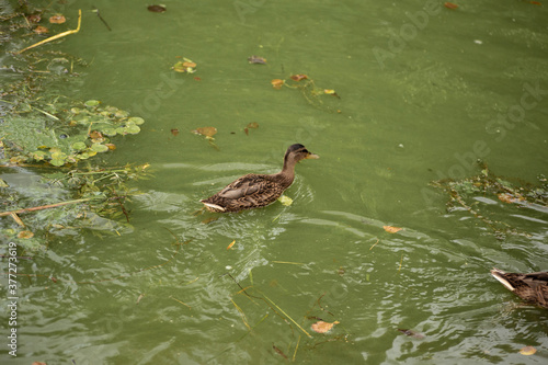 Wild duck swimming on a blooming green water. Ducks in a green pond background. Minsk, Belarus.