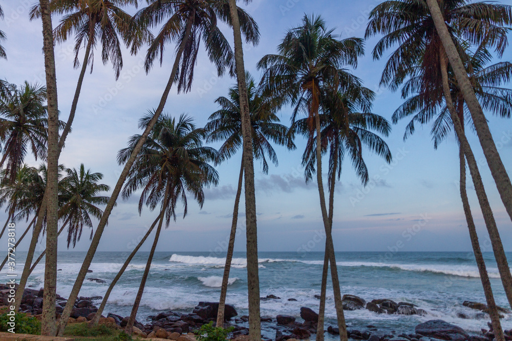 Coconut palm trees against a dusk sky
