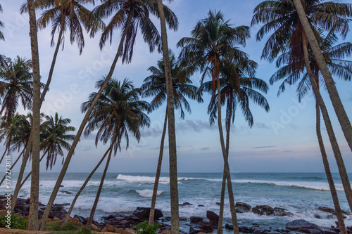 Coconut palm trees against a dusk sky © darkydoors