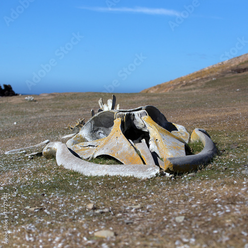Lichen covered whale skeleton on a grassy hillside West Falkland island, Falkland Islands. Square Composition.