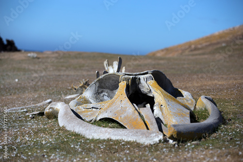 Lichen covered whale skeleton on a grassy hillside West Falkland island, Falkland Islands.