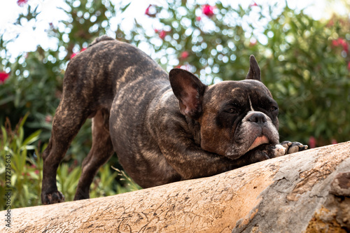 French bulldog resting on a wall in a funny position loocking at camera photo