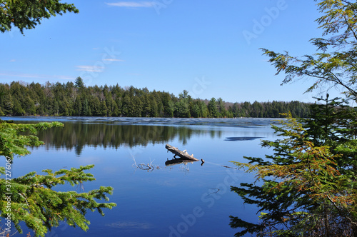 View of Canadian lake with clear reflections, green trees, a branch in the center and beautiful sky.