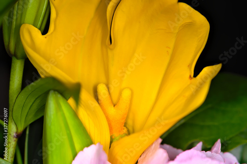 Beautiful yellow flower pistil focused with green and pink highlights