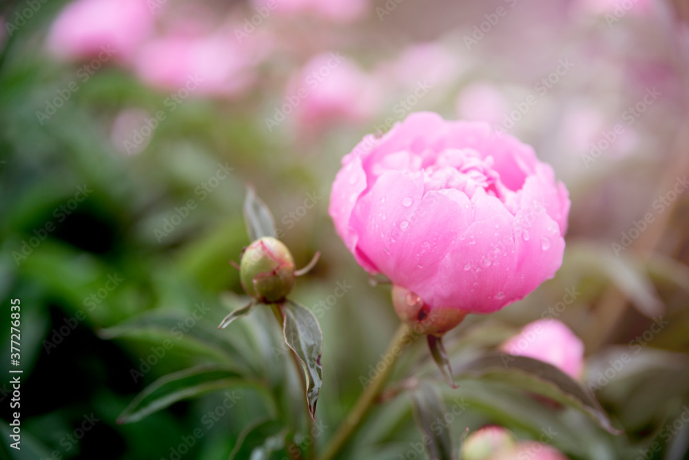 Pink peony flower bush in garden. Blooming peonies background with copy space. Close up of pastel pink flower petals after rain. Fresh peonies in bloom